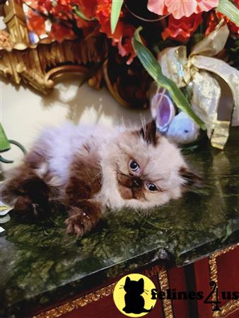 HOLLYWOOD HIMALAYANS Picture 1